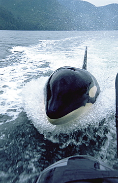 Orca/ Killer whale (Orcinus orca) 'Luna'  (L98) surfing in wake of Fisheries boat, 5-year old lone male in Nootka Sound, West Vancouver Island, Canada, North Pacific.