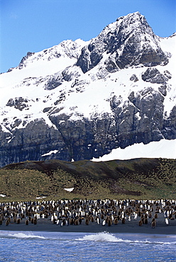 King penguins (Aptenodytes patagonicus), South Georgia, Antarctica, Southern Ocean. 