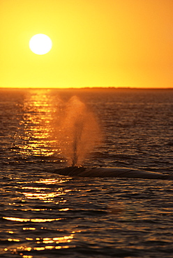 Grey whale (Eschrichtius robustus). Spouting at sunset. San Ignacio Lagoon, Baja, California.