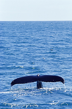 Humpback whale fluking up to dive (Megaptera novaeanglia), West of Iceland