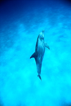 Bottlenose dolphin (Tursiops truncatus). Surfacing after feeding on bottom, Bimini, Bahamas.