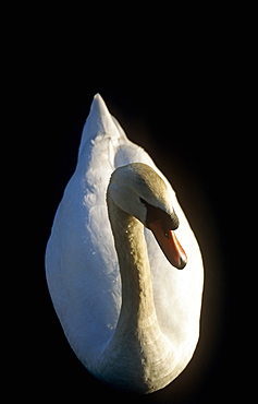 Mute swan (Cygnus olor) on lake in evening sun.  UK