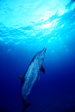 Atlantic spotted dolphin (Stenella frontalis). Fully mature with spotted body. Bahamas.