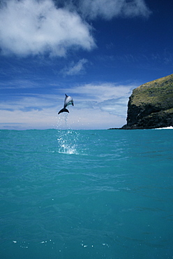 Hector's dolphins (Cephalorhynchus hectori) leaping in display. Mouth of Akaroa harbour, near Christchurch in New Zealand.