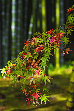 Acer leaves, Bamboo Grove, Tenryuji Temple, Arashiyama, Kyoto, Japan, Asia