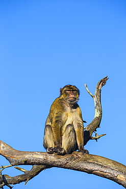 Gibraltar Barbary Ape, Gibraltar Rock, Gibraltar, Mediterranean, Europe