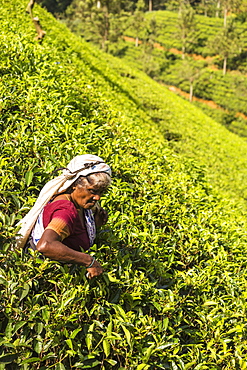 Tea plucking, Castlereagh Lake, Hatton, Central Province, Sri Lanka, Asia