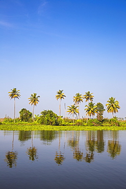 Backwaters, Alappuzha (Alleppey), Kerala, India, Asia