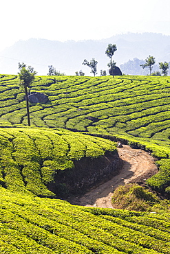 View over tea estates, Munnar, Kerala, India, Asia