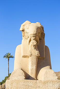 Avenue of Sphinxes, Luxor Temple, UNESCO World Heritage Site, Luxor, Egypt, North Africa, Africa