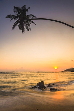 Palm tree at sunset on tropical Mirissa Beach, South Coast of Sri Lanka, Southern Province, Sri Lanka, Asia