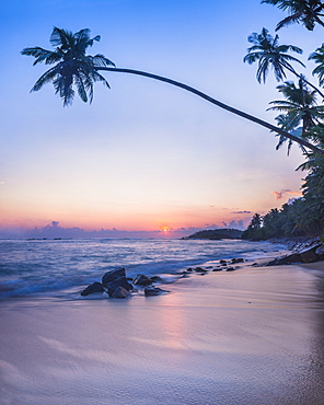 Palm tree at sunset on tropical Mirissa Beach, South Coast of Sri Lanka, Southern Province, Sri Lanka, Asia