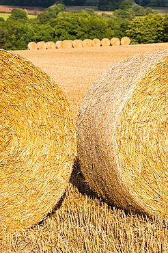 Hay bales in The Cotswolds, Longborough, Gloucestershire, England, United Kingdom, Europe 