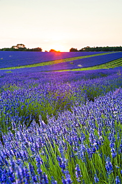 Lavender field at Snowshill Lavender, The Cotswolds, Gloucestershire, England, United Kingdom, Europe 