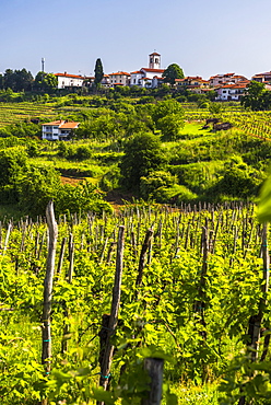 Slovenia countryside and vineyards and the hill top town of Medana, Goriska Brda (Gorizia Hills), Slovenia, Europe