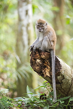 Long tailed Macaque (Macaca Fascicularis) in the jungle at Bukit Lawang, Gunung Leuser National Park, North Sumatra, Indonesia, Southeast Asia, Asia