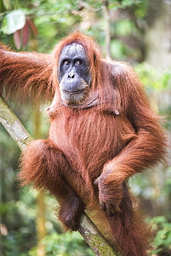Funny photo of an Orangutan (Pongo Abelii) in the jungle near Bukit Lawang, Gunung Leuser National Park, North Sumatra, Indonesia, Southeast Asia, Asia