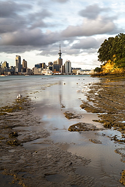 Auckland skyline seen across the harbour from Bayswater, Auckland, North Island, New Zealand, Pacific