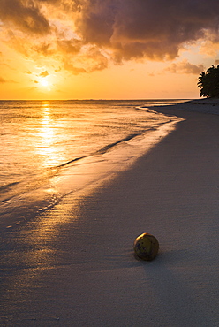 Coconut on a tropical beach at sunset, Rarotonga Island, Cook Islands, South Pacific, Pacific