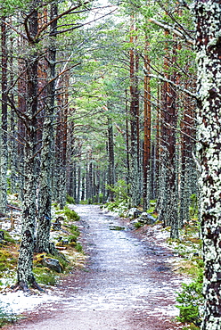 Rothiemurchus Forest at Loch an Eilein, Aviemore, Cairngorms National Park, Scotland, United Kingdom, Europe