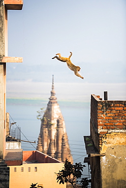 Monkey, Varanasi, Uttar Pradesh, India, Asia