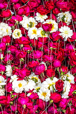 Flowers for offering at a Hindu temple, New Delhi, India, Asia