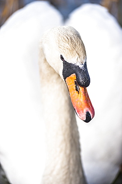 Swan at Llanmynech on the border of England and Wales, United Kingdom, Europe