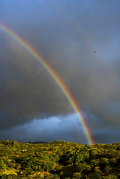 Rainbow over Monteverde Cloud Forest Reserve at sunset, Puntarenas, Costa Rica, Central America