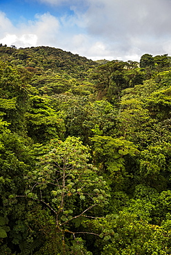 Monteverde Cloud Forest Reserve, seen from Selvatura Treetop hanging bridges, Costa Rica, Central America