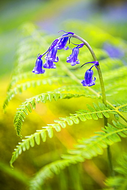 Bluebell in woods at Derwent Water, Lake District, Cumbria, England, United Kingdom, Europe