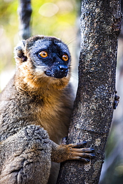 Common Brown Lemur (Eulemur fulvus), Andasibe, Madagascar, Africa