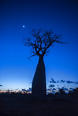 Baobab tree at night in a spiny forest reserve, Ifaty, Madagascar, Africa