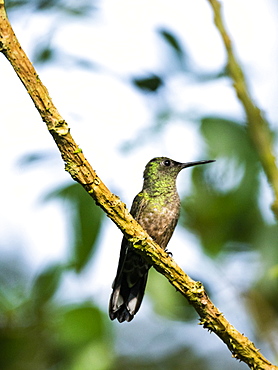 Scaly-breasted Hummingbird (Phaeochroa cuvierii), Boca Tapada, Alajuela Province, Costa Rica, Central America