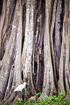 Great egret (great white heron) (Ardea Alba) at Sri Maha Bodhi, Anuradhapura, Sri Lanka, Asia