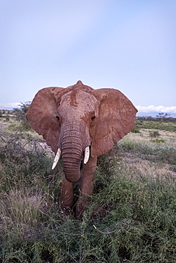 Single, fully grown elephant with tusks, Samburu National Reserve, Kenya, East Africa, Africa