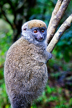 Grey bamboo lemur, Lemur Island, Madagascar, Africa