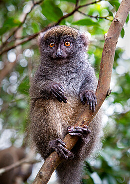 Grey bamboo lemur, Lemur Island, Madagascar, Africa