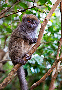 Grey bamboo lemur, Lemur Island, Madagascar, Africa