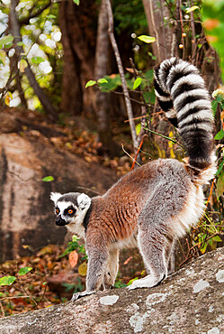 Ring tailed lemur, Isalo National Park, Isalo, Madagascar, Africa