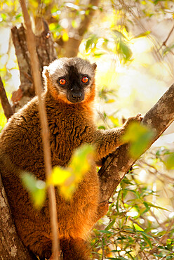 Common brown lemur, Isalo, Madagascar, Africa