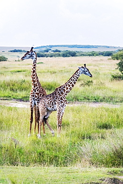 A pair of giraffe, Maasai Mara National Reserve, Kenya, East Africa, Africa