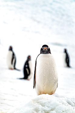 Gentoo penguin on snow covered glacier, Antarctica, Polar Regions