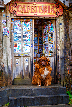 Patagonian mountain dog outside cafeteria near Torres del Paine National Park, Chile, South America