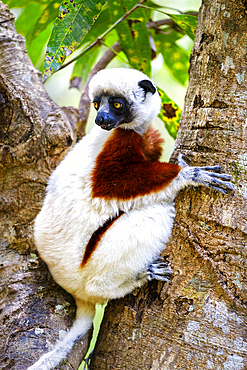 Sifaka lemur found only in Madagascar. They are known for their vertical clinging and leaping movements, Isalo National Park.