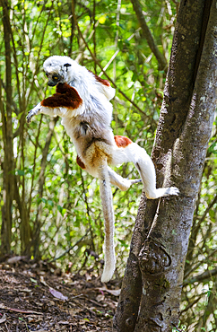 Sifaka lemur found only in Madagascar. They are known for their vertical clinging and leaping movements, Isalo National Park.