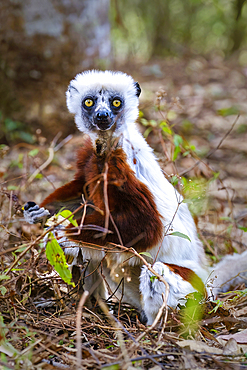 Sifaka lemur found only in Madagascar. They are known for their vertical clinging and leaping movements, Isalo National Park.