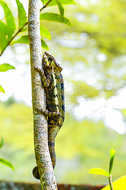 Coloured chameleons in Peyreras Private Reserve, Andasibe.