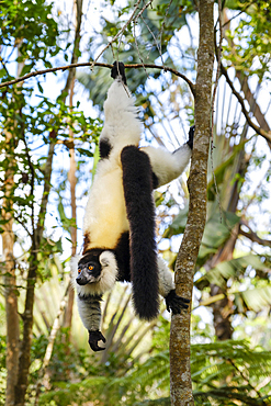 Black and white ruffed lemur, Andasibe National Park.