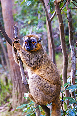 Common brown lemur, Andasibe National Park.