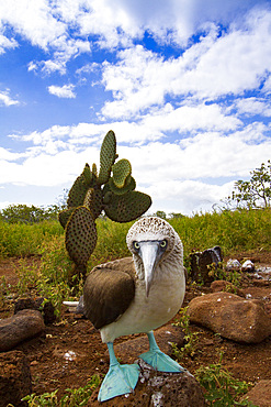 Adult blue-footed booby (Sula nebouxii) in the Galapagos Island Archipelago, Ecuador.